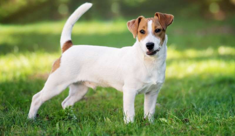 Una Capitale A Quattro Zampe - un Jack Russell