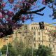 La Jacaranda è tra i fiori di Palermo più caratteristici e affascinanti