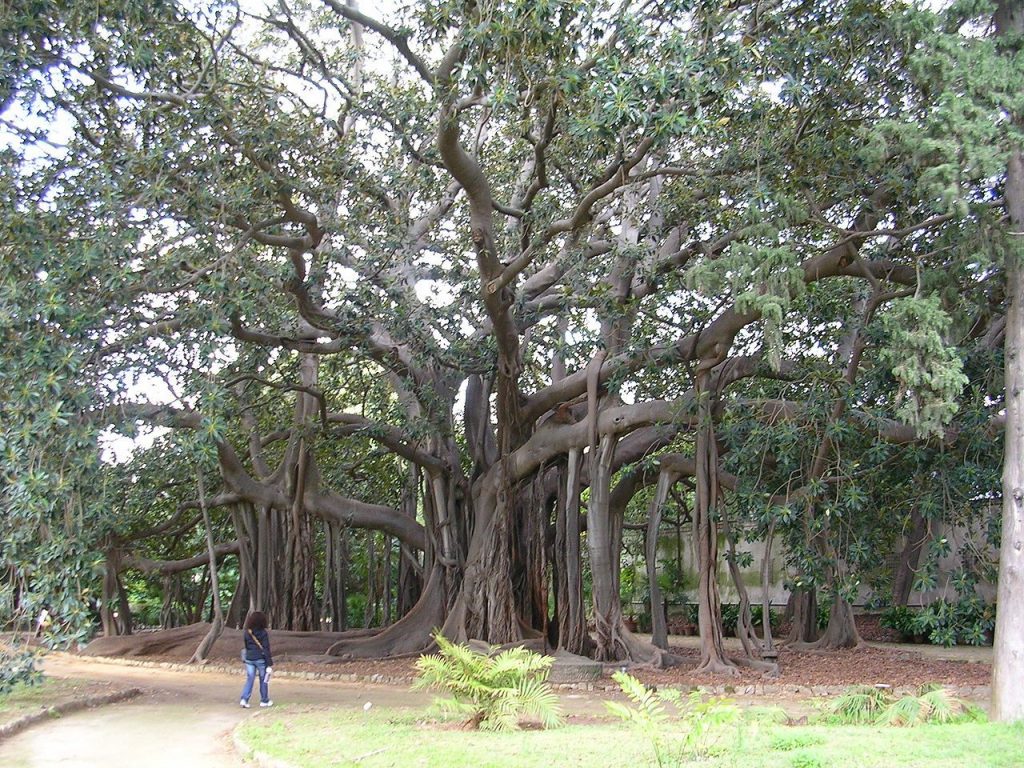 1280px Ficus Macrophylla Palermo