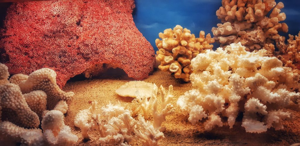 Collezione di coralli in Sala Burgio al Museo Gemmellaro