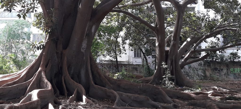 Ficus Vicino Muro