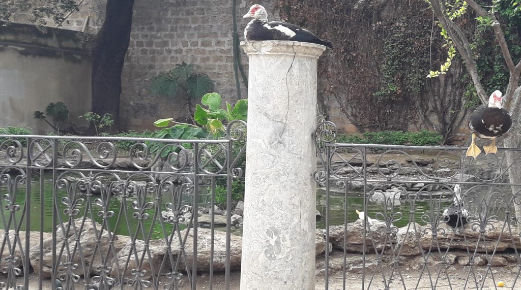 Laghetto Con Papere