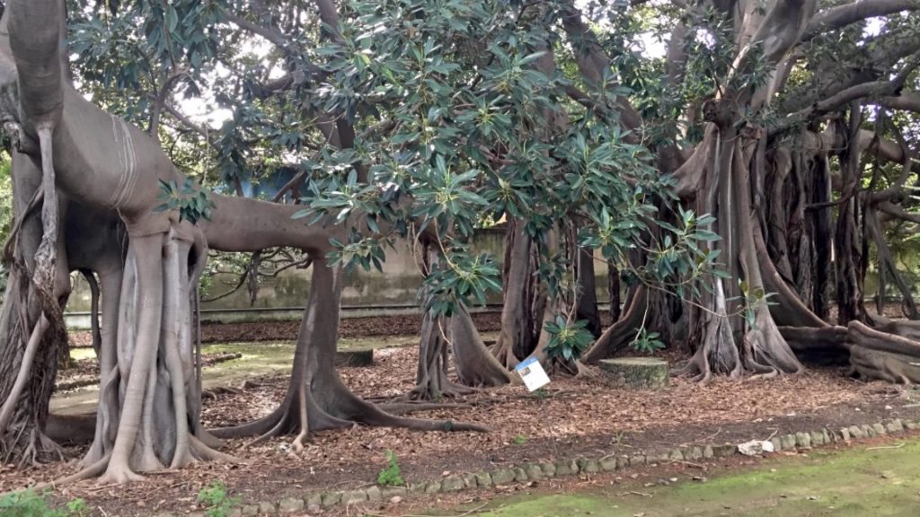 Il Ficus Dellorto Botanico Di Palermo ha già conquistato il titolo di chioma più grande d’Europa.