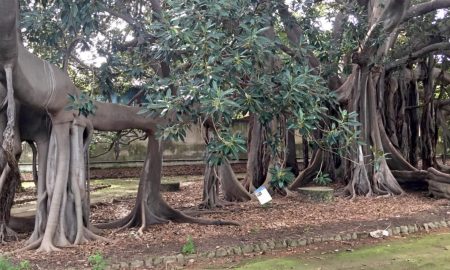 Il Ficus Dellorto Botanico Di Palermo ha già conquistato il titolo di chioma più grande d’Europa.