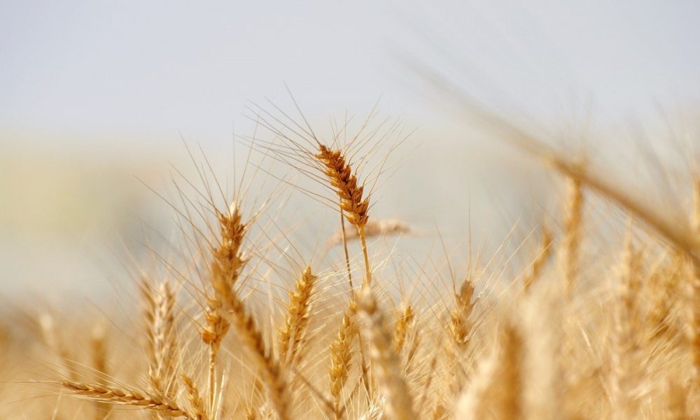 Il grano da cui si ricava la farina