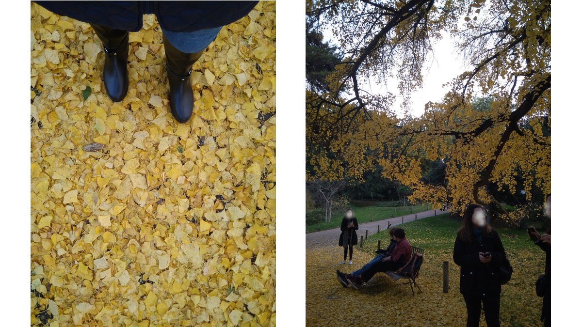 autunno a Parigi - Orto Botanico