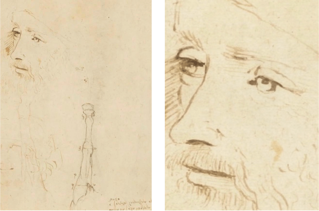 Disegno di Leonardo - autoritratto di Leonardo e gamba di cavallo