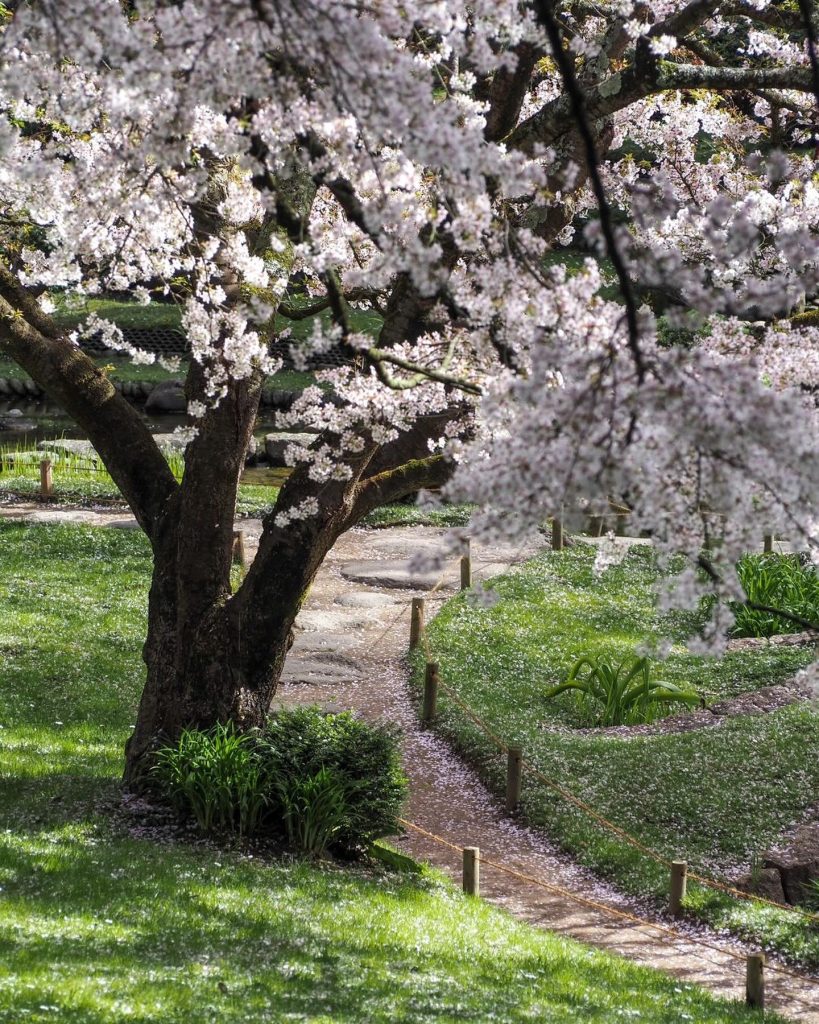 Giardini Albert Kahn- Viale Giapponese fiorito