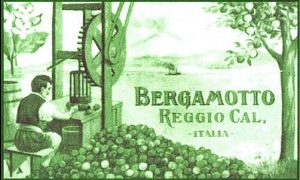Illustrazione Sull'estrazione Del Bergamotto