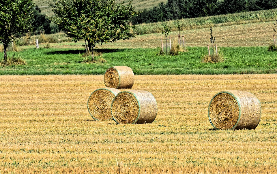 la calabria e i campi coltivati