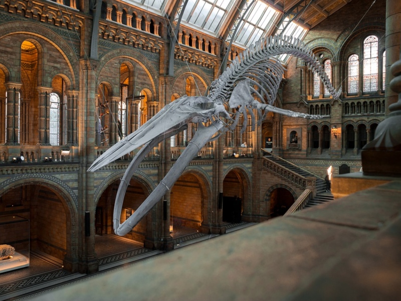 Museos - Dinosaurio