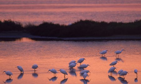 Il parco del delta del Po è il luogo ideale per praticare Birdwatching