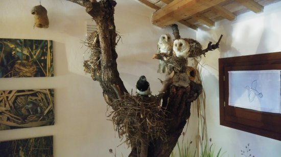 La sezione naturalistica del Museo della corte
