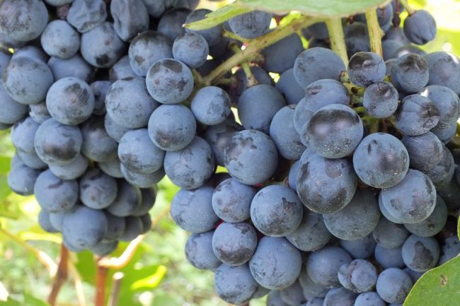 Il polesine ed il vino
