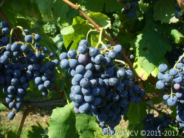 Il polesine ed il vino