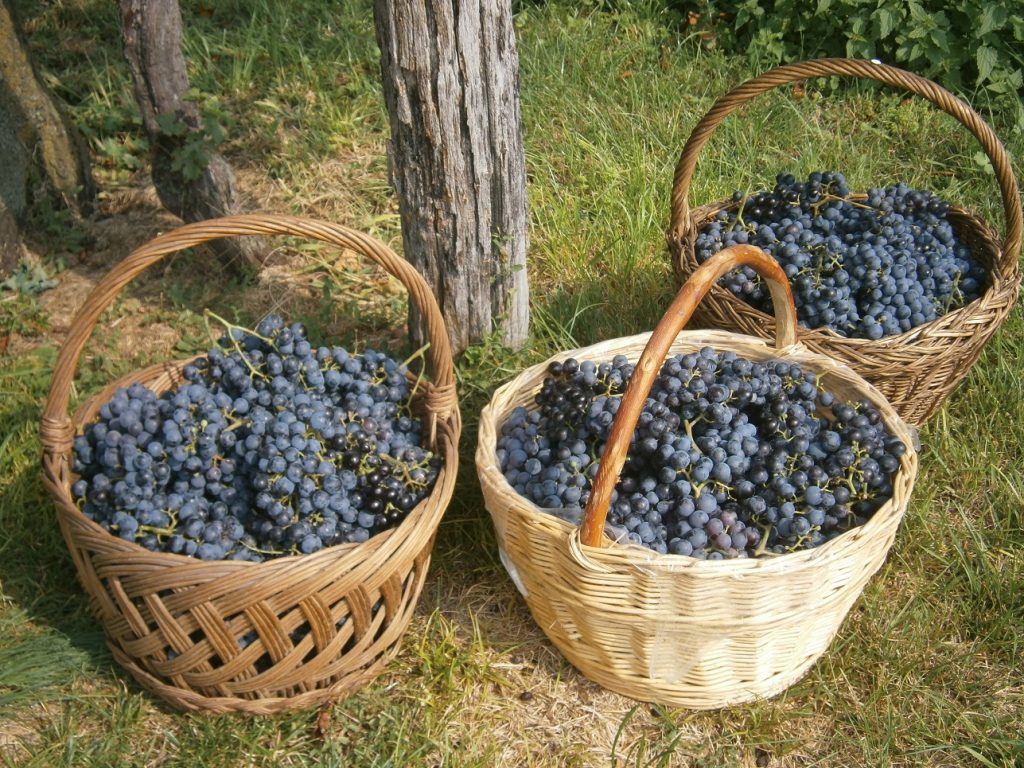 La cultura del vino