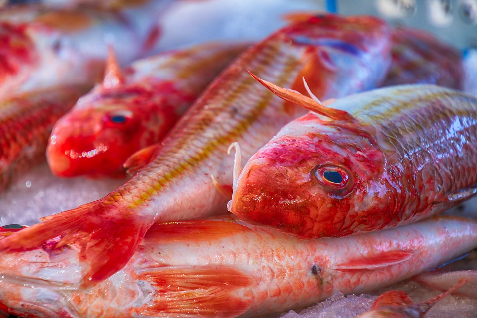 Fish 4582658 960 720