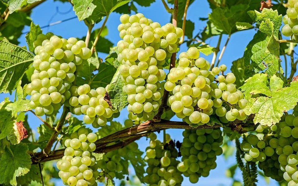 Grapes 2656259 960 720