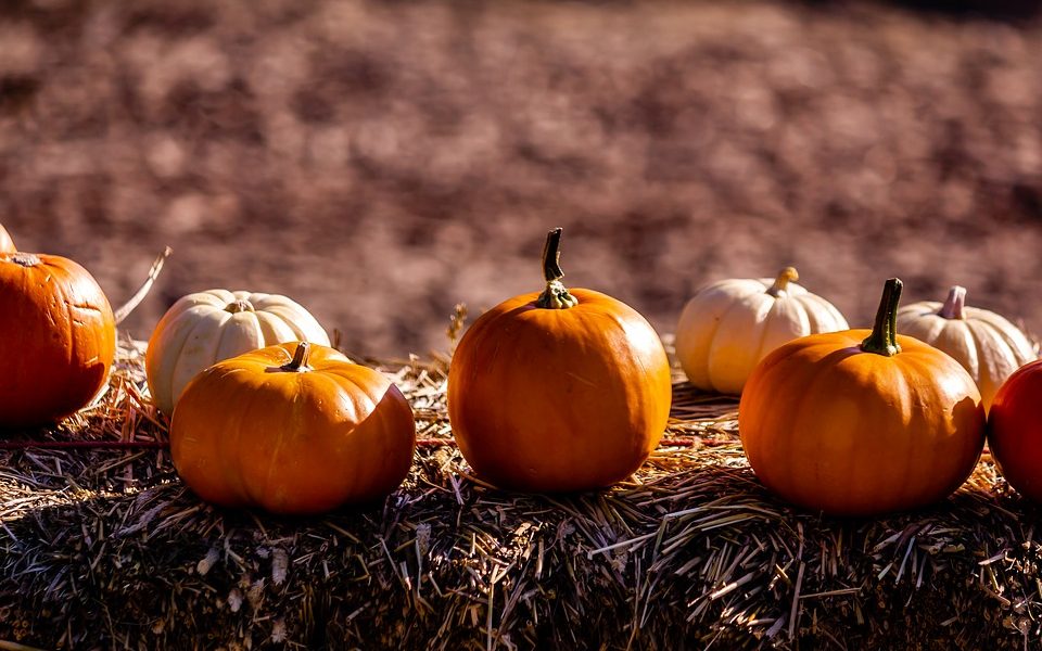 Pumkin 3683156 960 720