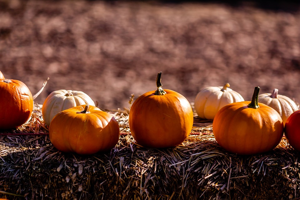 Pumkin 3683156 960 720