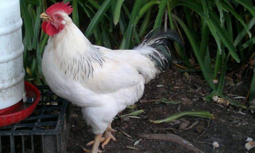 Gallina Ermellinata di Rovigo, bontà regionale itRovigo