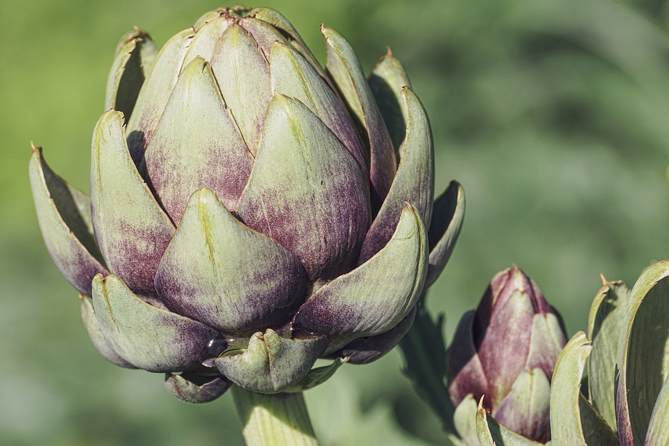 Artichokes 3594246 960 720