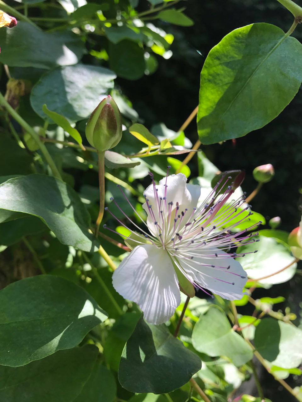 Fiore del Cappero, Giardino