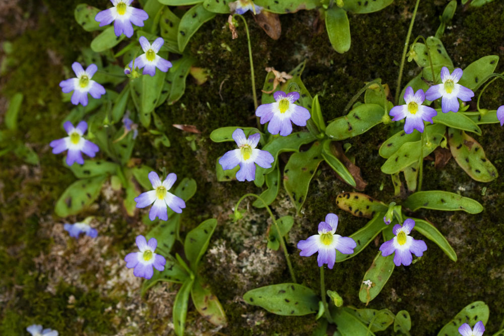 Una Fioritura Di P. Hirtiflora Presso Lacqua Santa 1