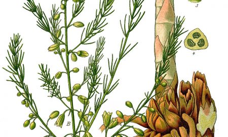 1200px Illustration Asparagus Officinalis0b