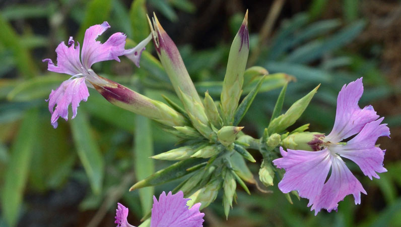 Dianthus Rupicola