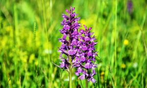Valle delle Orchidee - Una orchidea viola nella valle