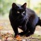 Superstizione - un gatto nero nel bosco
