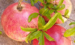 frutti del melograno in autunno