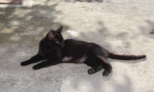 La Cultura Della Superstizione Il Gatto Nero