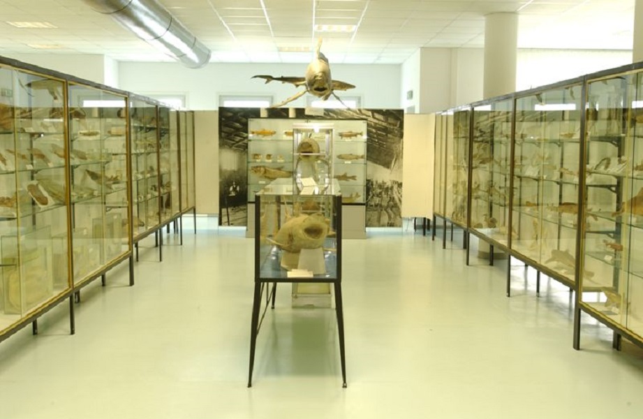 Il Museo del Mare: Il Museo Ittico