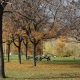 Christie Pits park in autunno