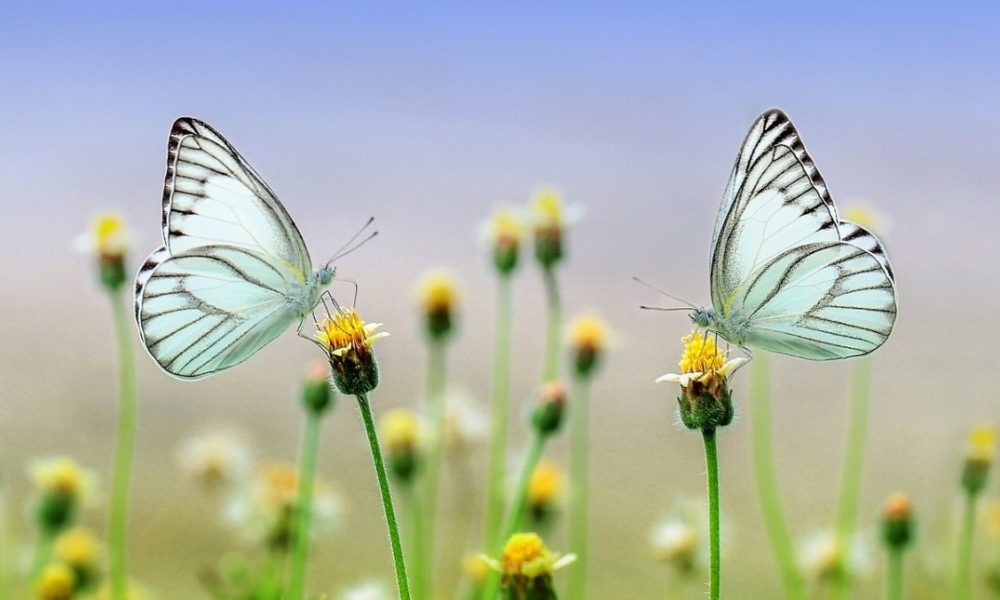 nature in motion: farfalle su fiori