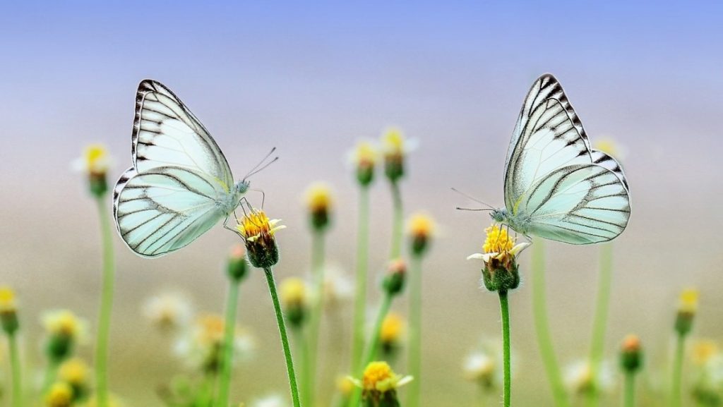 nature in motion: farfalle su fiori