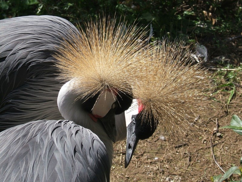 valentine's day: animals in love in the zoo