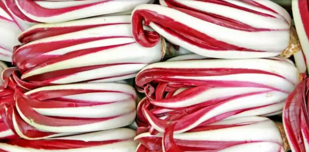 Radicchio di Treviso