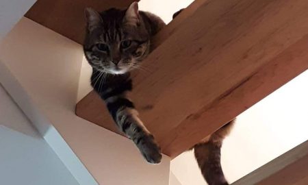 Cropped Gatto.jpeg