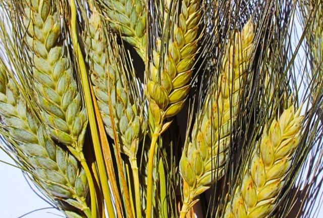 5e6693eb0ad1c 5e6693eb0ad21spighhe Di Khorasan Il Più Antico Grano Goltivato In Italia.jpg