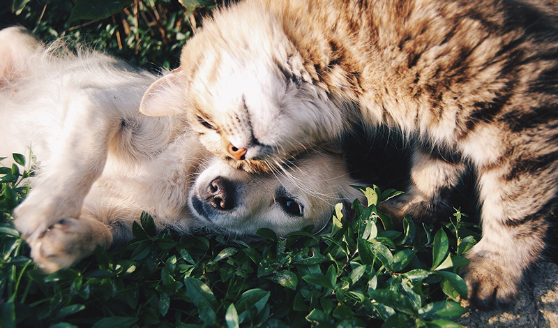 Covid 19 Abbandono Animali Cani E Gatti