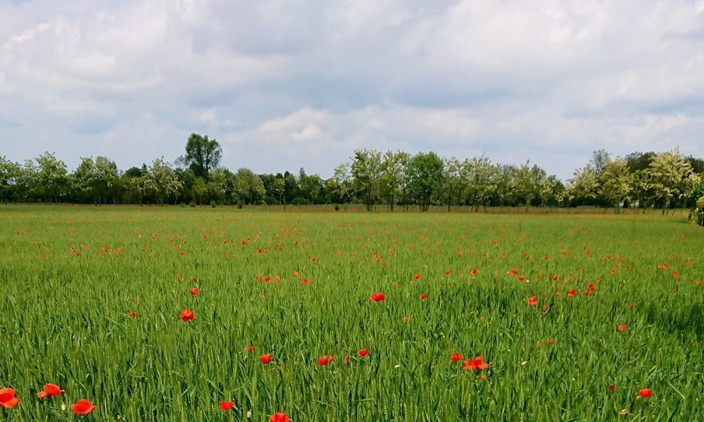 Passeggiare Treviso