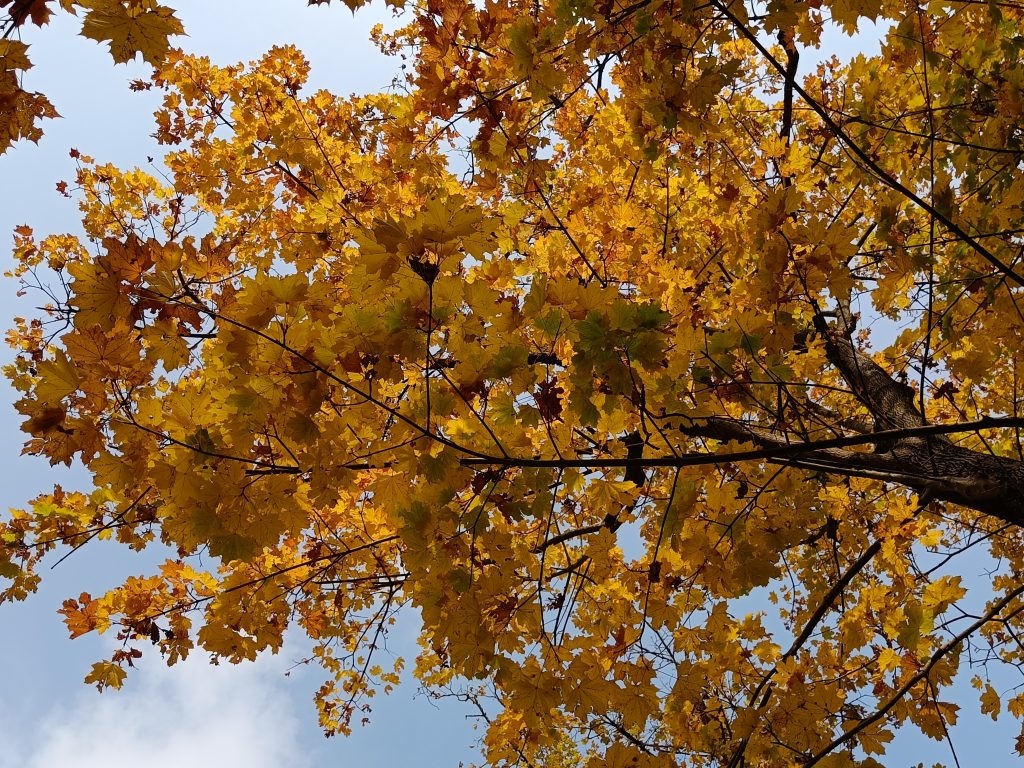 Foliage Treviso
