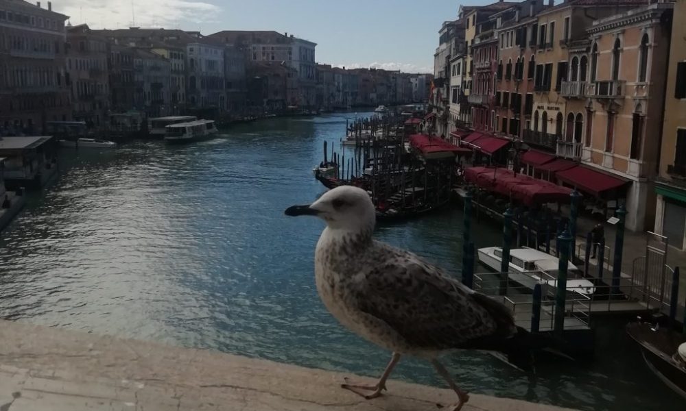 Venezia in quarantena - Gabbiano E Laguna