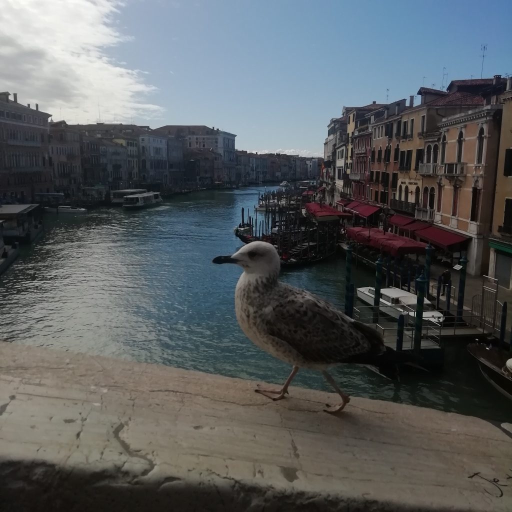 Venezia in quarantena - Gabbiano E Laguna