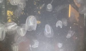 Mnemiopsis Leidyi Noz do Mar