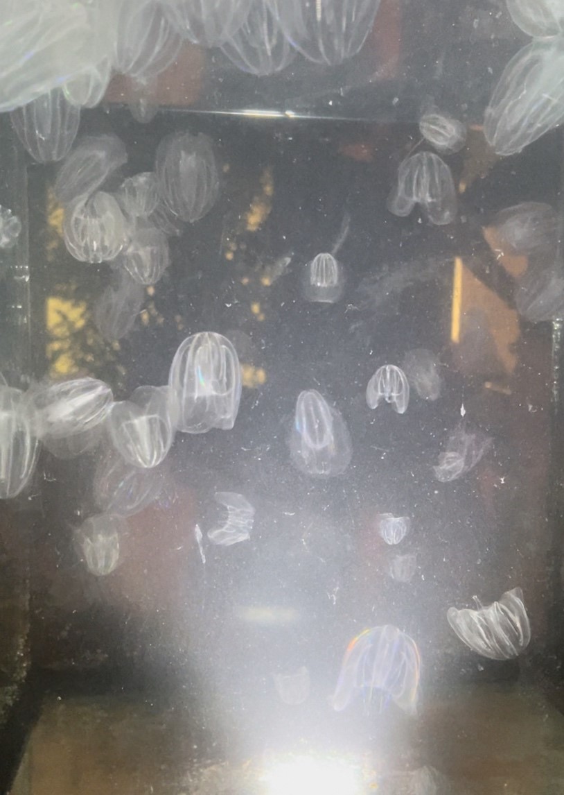Mnemiopsis Leidyi Nuez De Mar