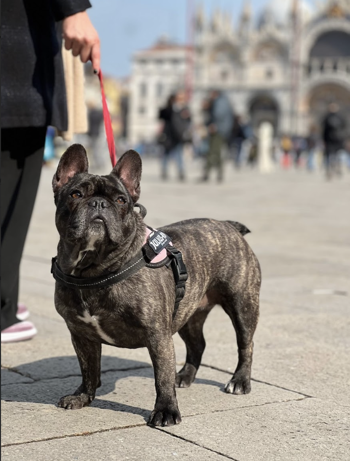 Dogs Cane Al Museo